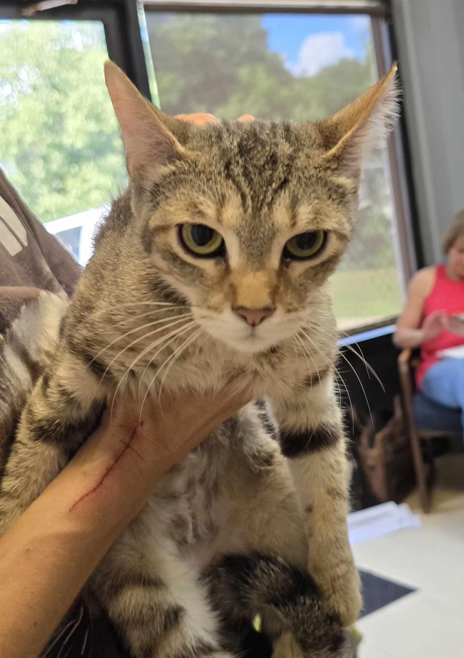 Enlarge Freda, a Adoptable Domestic Short Hair in Dyersburg, TN image 2/4