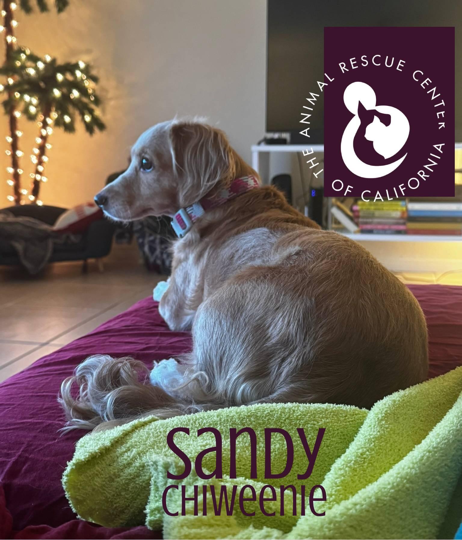 Sandy, adopted, Adult Female Chiweenie.