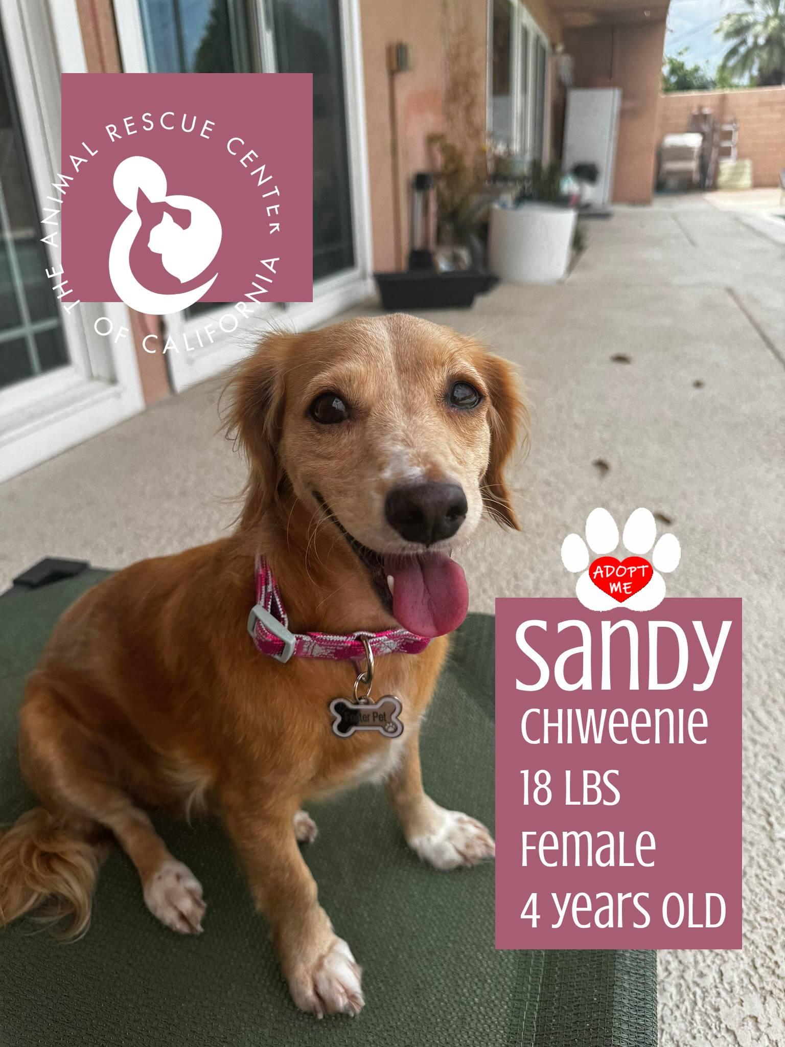 Enlarge Sandy, an adopted Chiweenie in Coachella, CA image 2/5