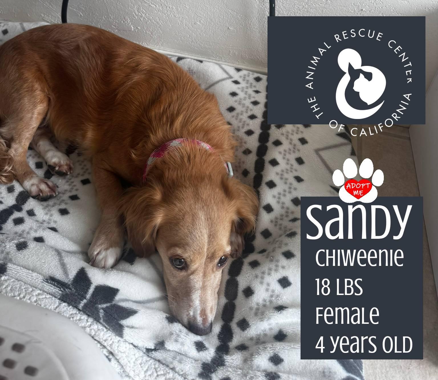 Enlarge Sandy, an adopted Chiweenie in Coachella, CA image 3/5