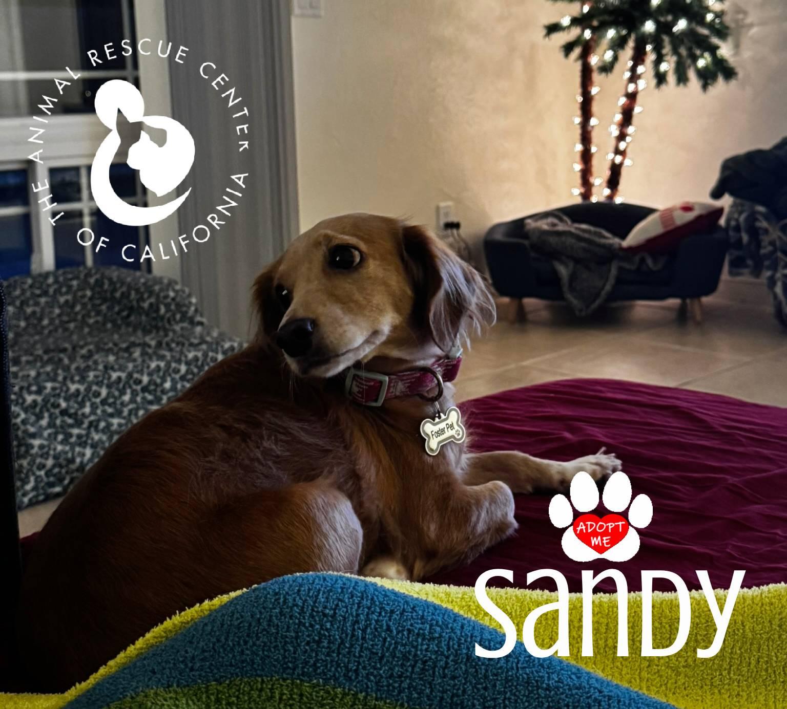 Enlarge Sandy, an adopted Chiweenie in Coachella, CA image 5/5
