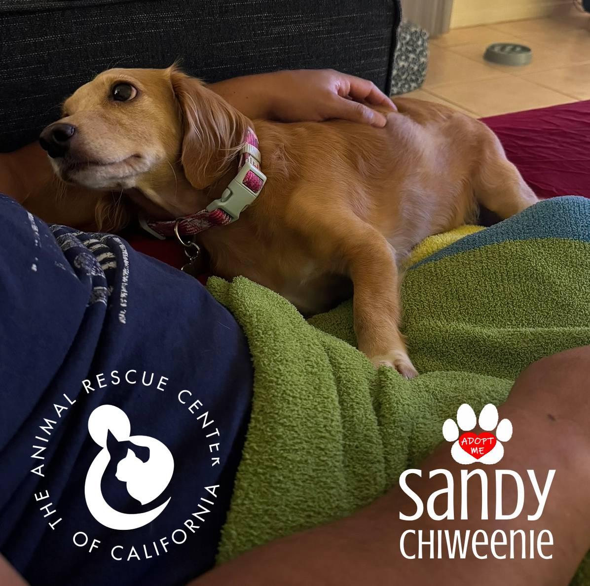 Enlarge Sandy, an adopted Chiweenie in Coachella, CA image 4/5