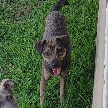 Enlarge Milo, a Adoptable Terrier in Georgetown, TX image 2/6