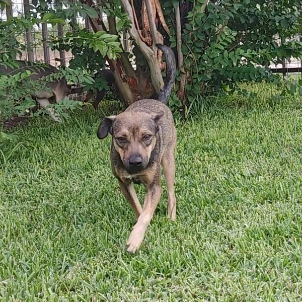 Enlarge Milo, a Adoptable Terrier in Georgetown, TX image 5/6