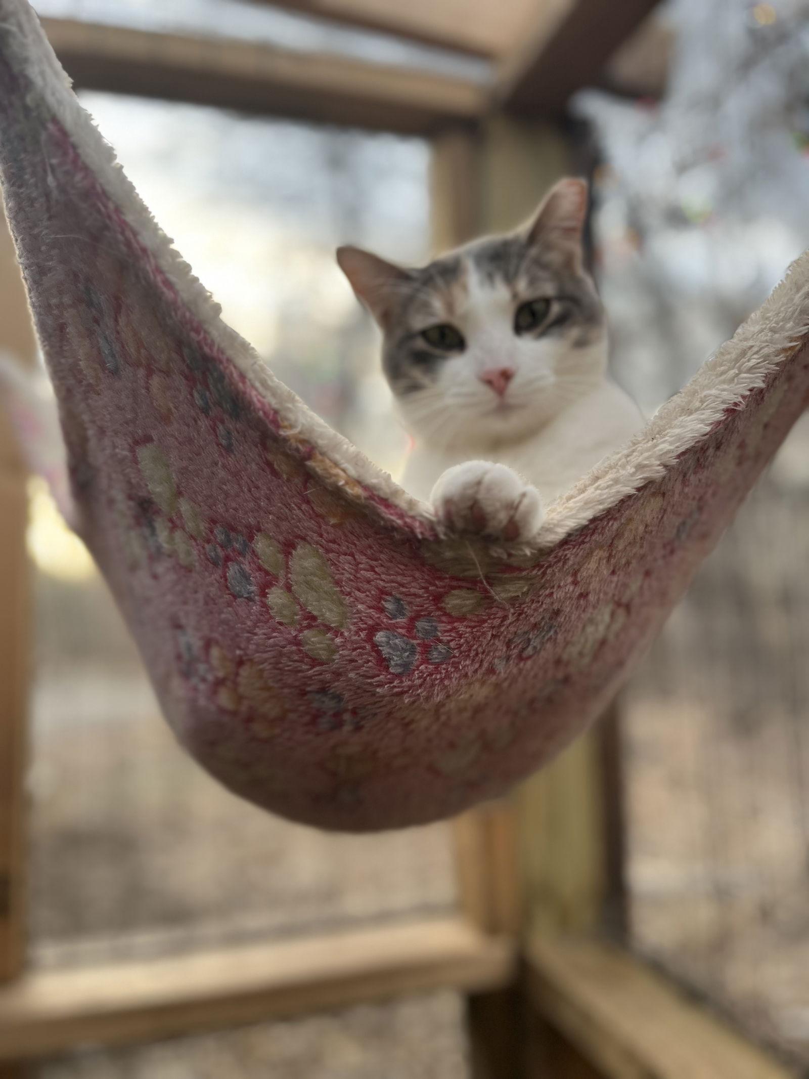 Enlarge Juniper, a Adoptable Domestic Short Hair in Zimmerman, MN image 2/2