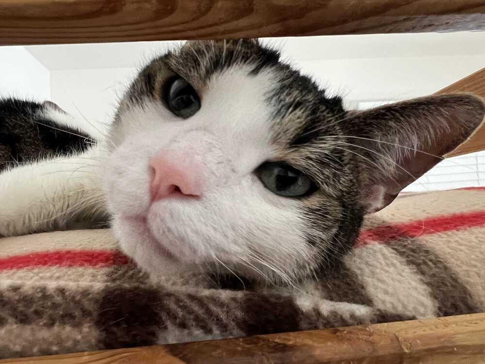 Ouzo, Adoptable, Adult Male Domestic Short Hair.