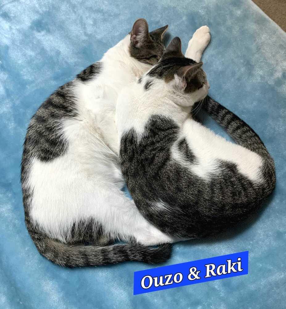 Enlarge Ouzo, a Adoptable mixed breed in Jessup, MD image 2/5