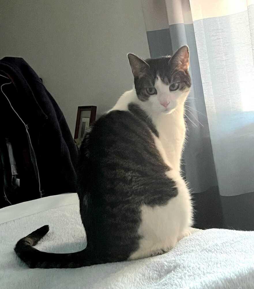 Ouzo, Adoptable, Adult Male Domestic Short Hair.