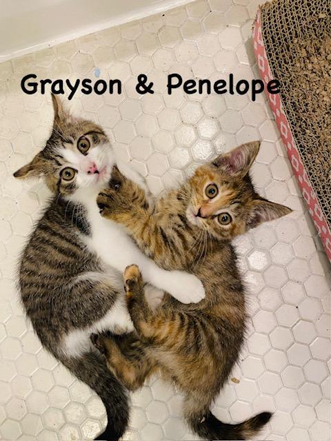 Enlarge Grayson, a Adoptable mixed breed in Annapolis, MD image 2/2