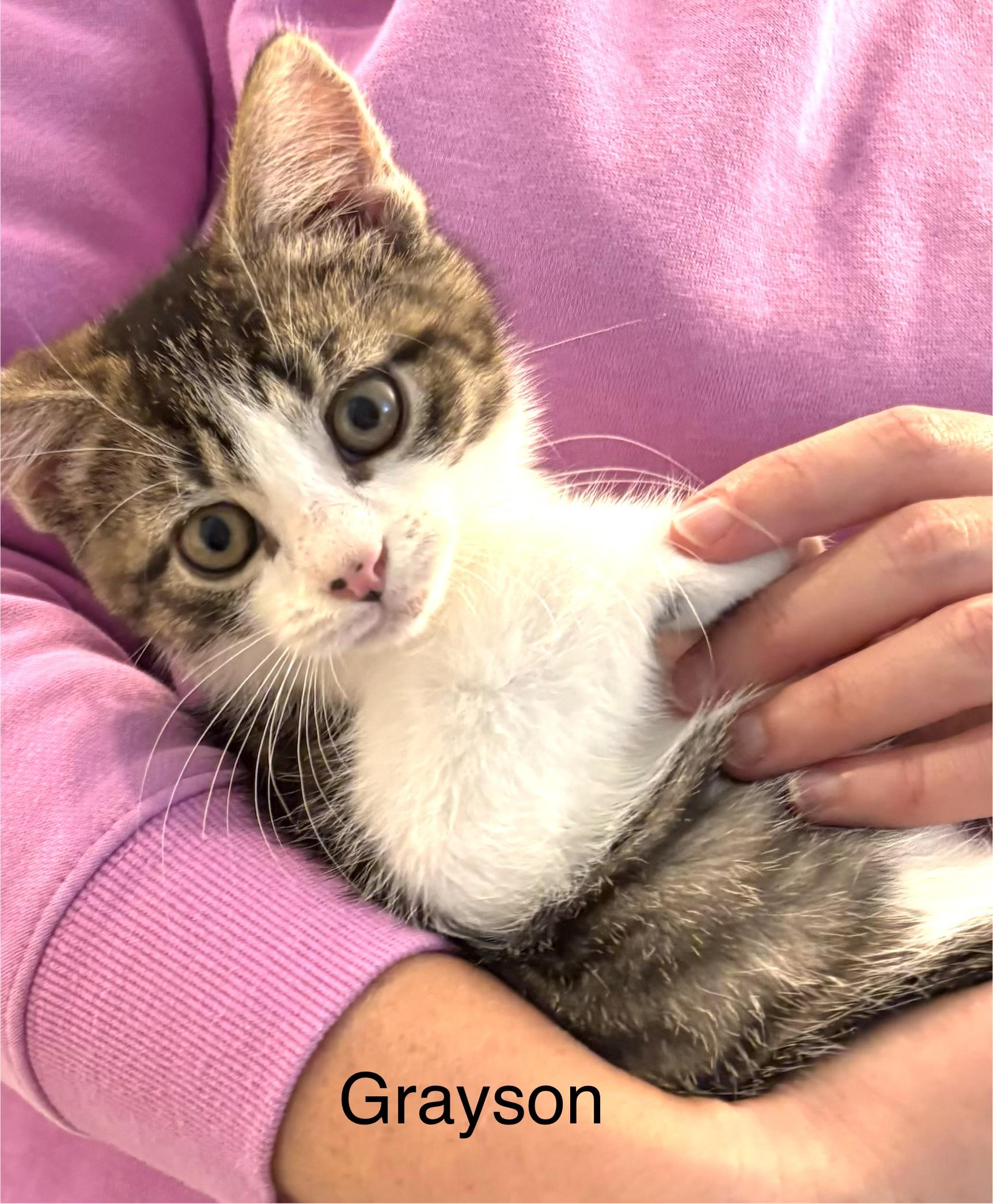 Enlarge Grayson, a Adoptable mixed breed in Annapolis, MD image 1/1