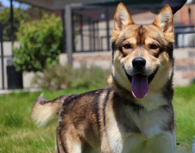 ROMAN, Adoptable, Young Male Siberian Husky.