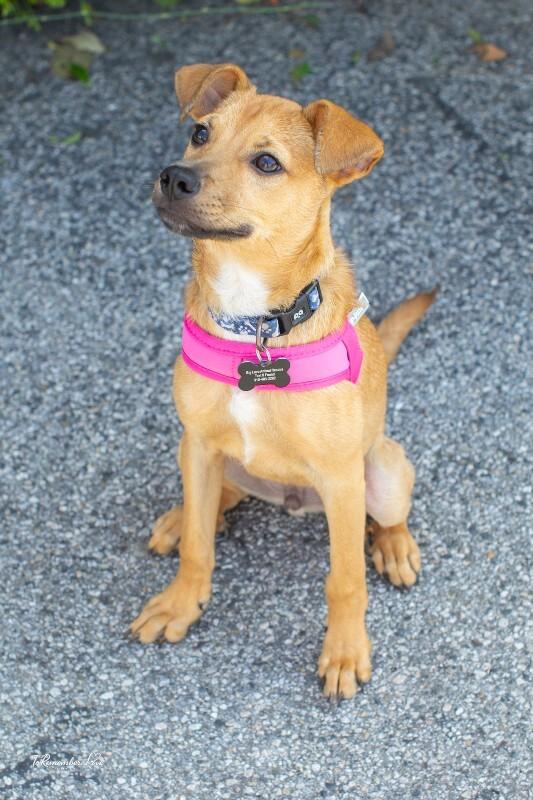 Enlarge Hank, a Adoptable mixed breed in Valley Village, CA image 5/6