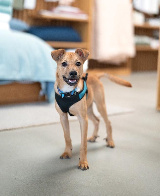 Enlarge Hank, a Adoptable mixed breed in Valley Village, CA image 6/6