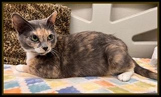 CHEROKEE, Adoptable, Young Female Domestic Short Hair.