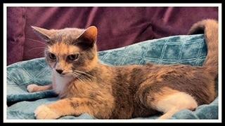 Enlarge CHEROKEE, a Adoptable Domestic Short Hair in Peoria, IL image 1/1
