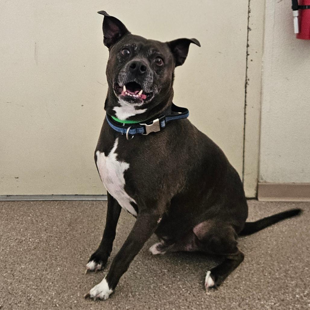 Enlarge Ace, a Adoptable mixed breed in Fallon, NV image 1/1