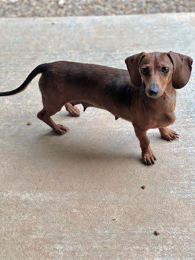 Enlarge Dorie, an adopted Dachshund in Marshall, TX image 1/1
