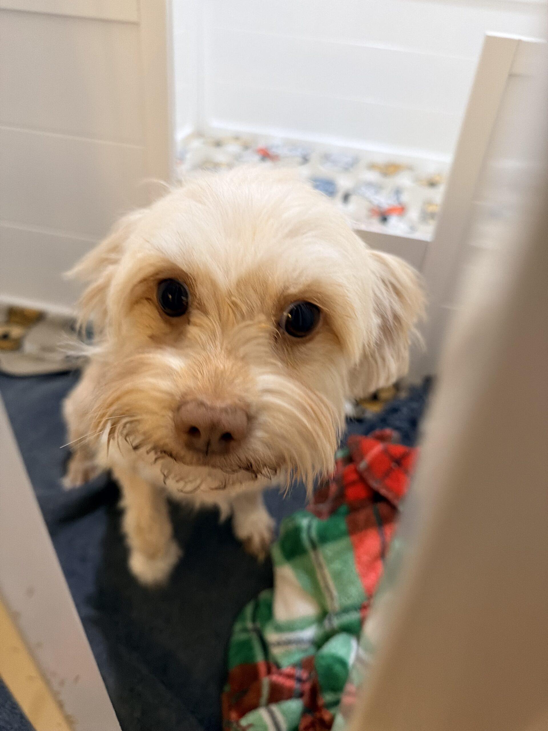 Enlarge Lady Violet Bridgerton, a Adoptable mixed breed in Broken Arrow, OK image 1/1