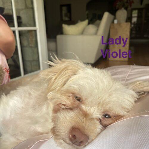 Lady Violet Bridgerton, Adoptable, Young Female Shih Tzu & Mixed Breed.