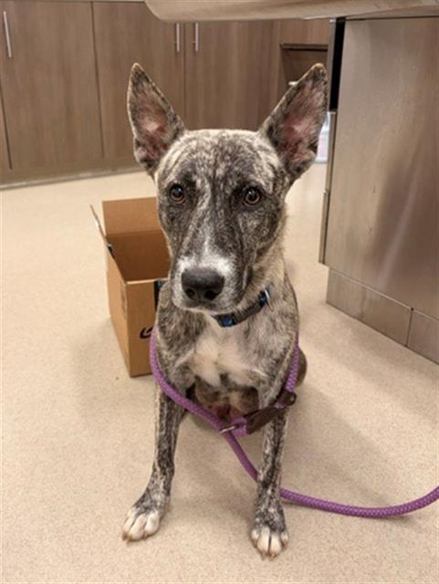 Enlarge SNOW WHITE, a Adoptable mixed breed in Baytown, TX image 1/1