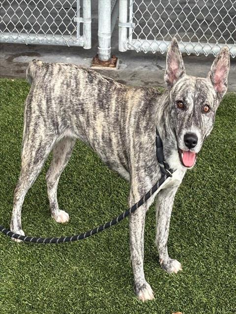 SNOW WHITE, Adoptable, Adult Female Dutch Shepherd & Mixed Breed.