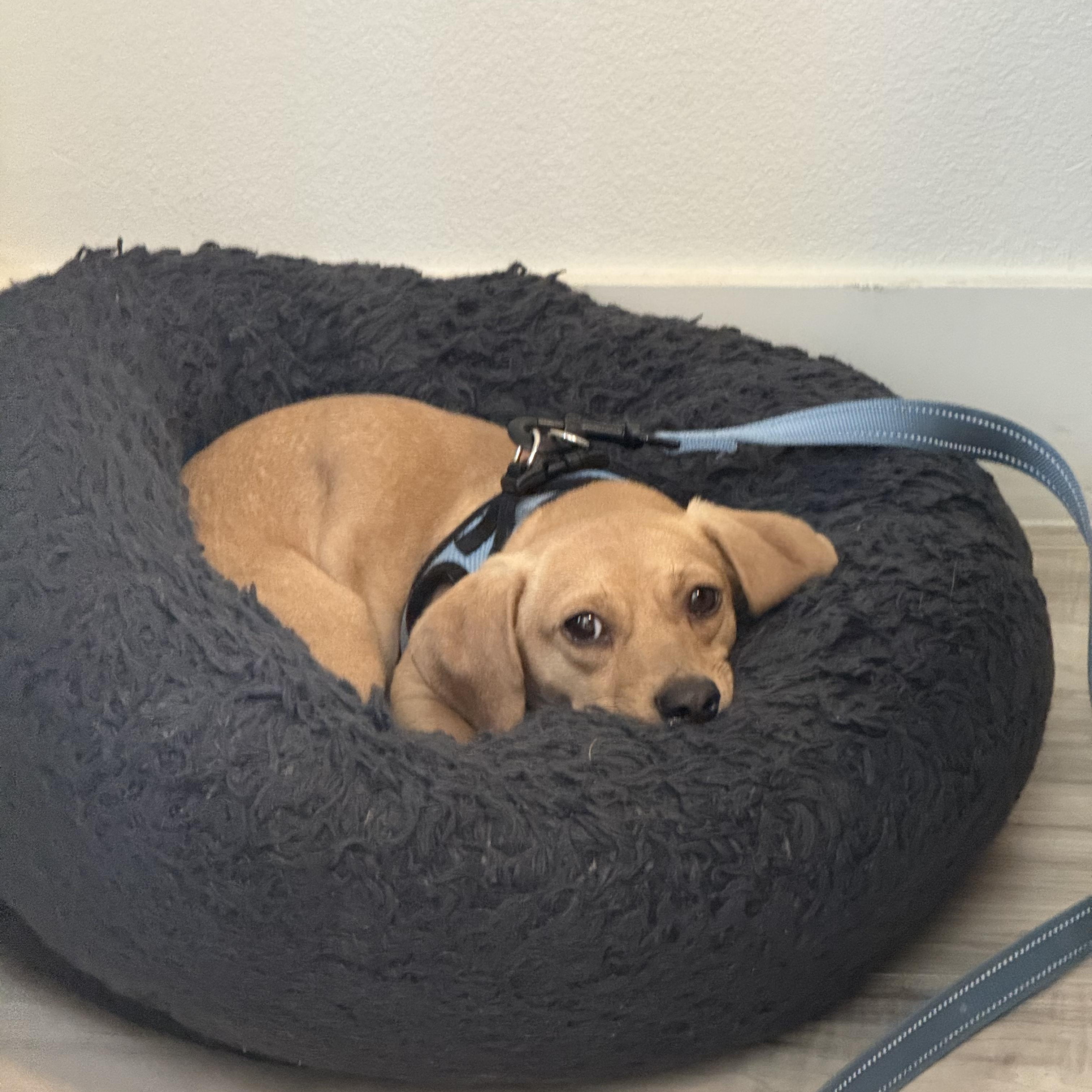 Bingo, an adopted Chiweenie in Murrieta, CA image 2/5