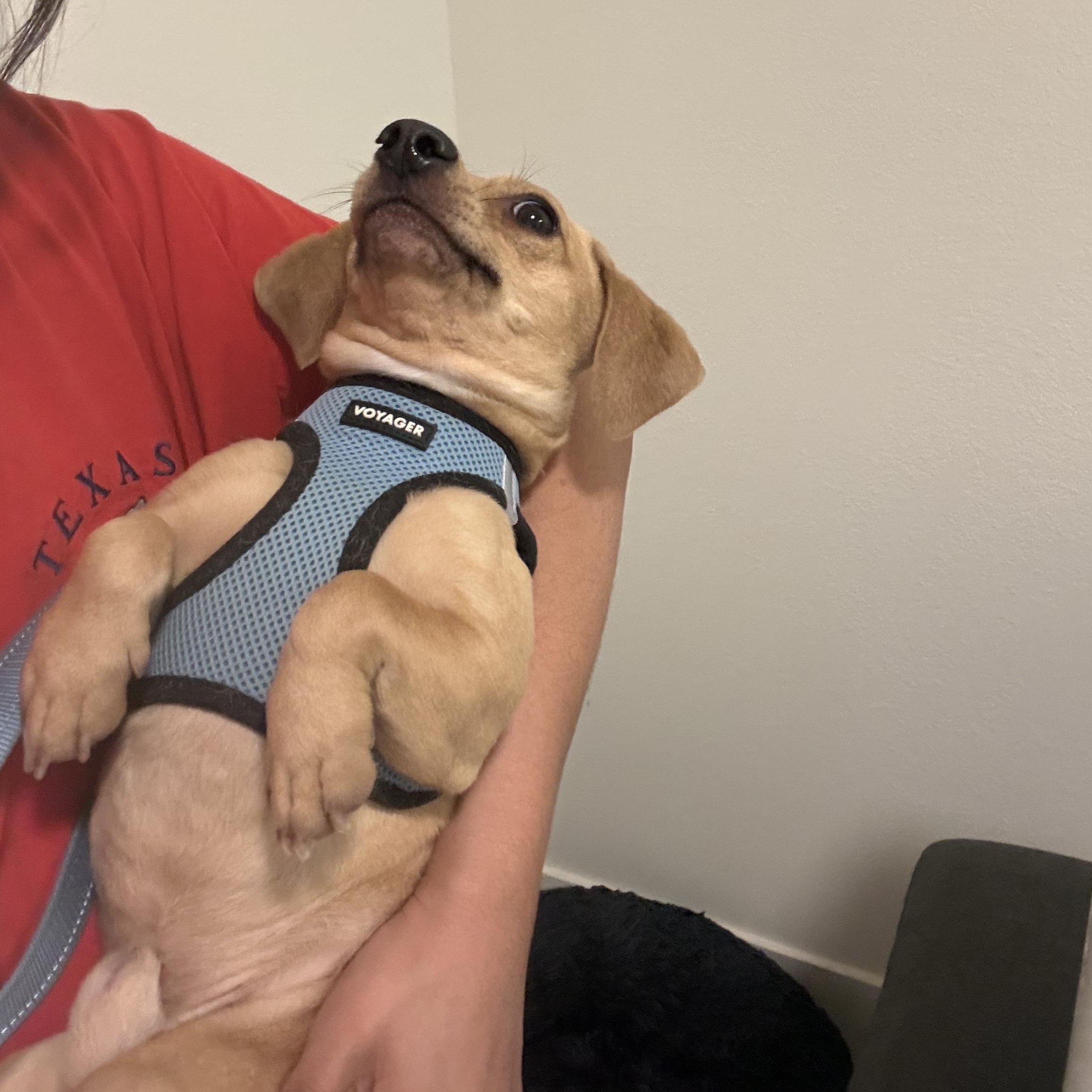 Bingo, an adopted Chiweenie in Murrieta, CA image 3/5