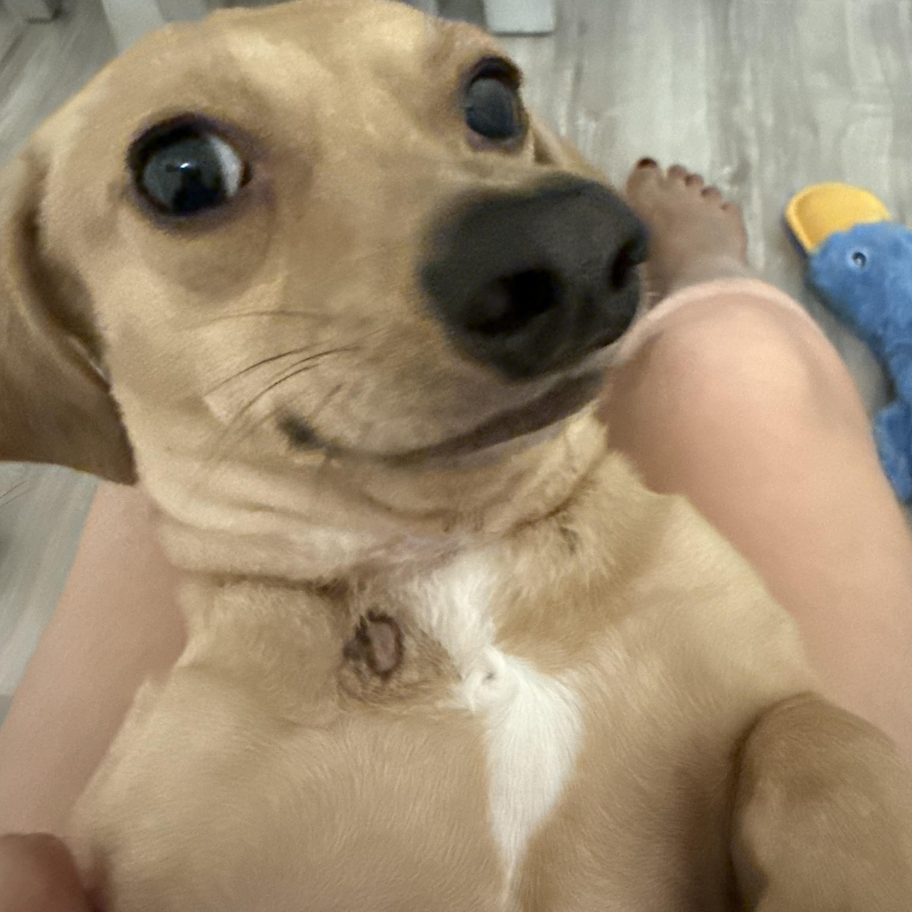 Bingo, an adopted Chiweenie in Murrieta, CA image 1/5