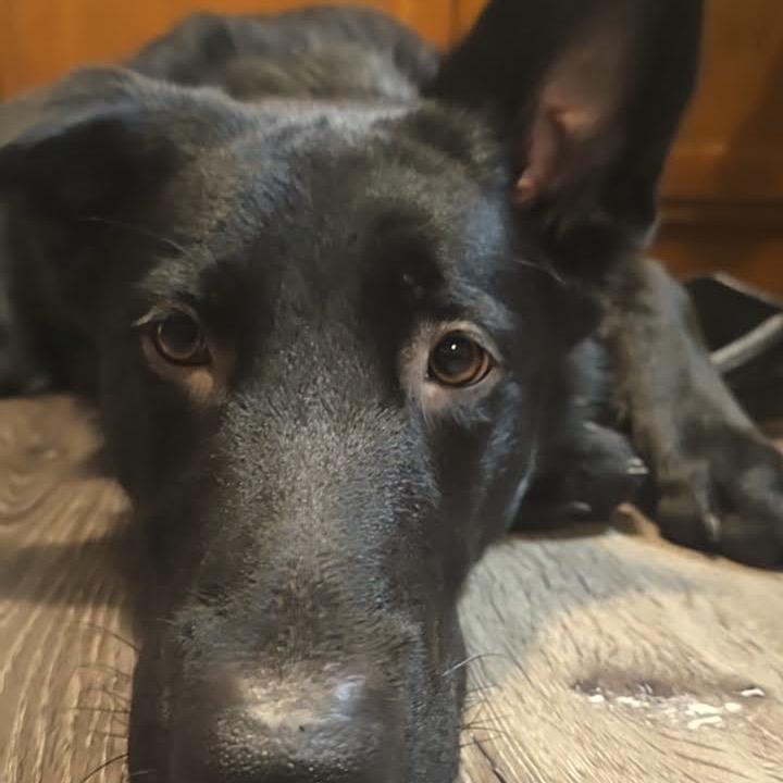 Enlarge Grim D12586, a Adoptable German Shepherd Dog in Blaine, MN image 1/6