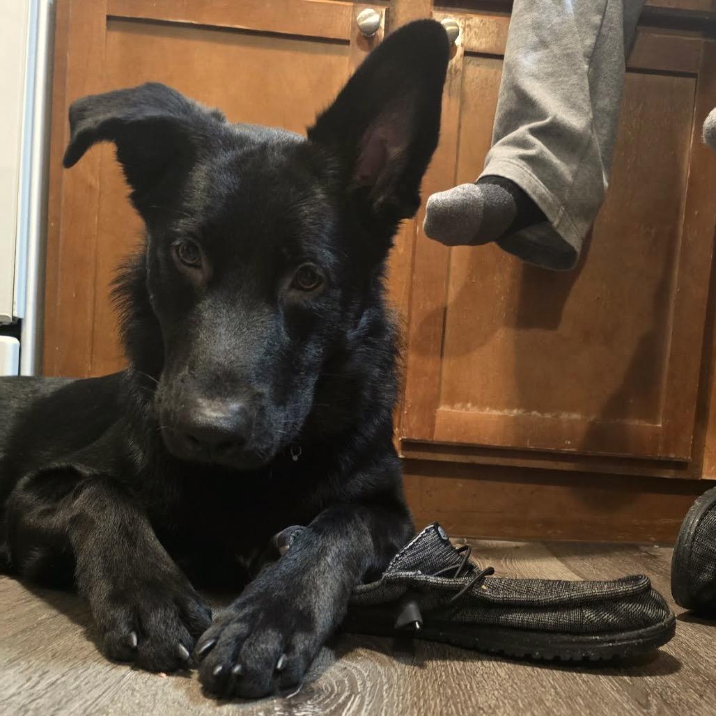 Enlarge Grim D12586, a Adoptable German Shepherd Dog in Blaine, MN image 2/6