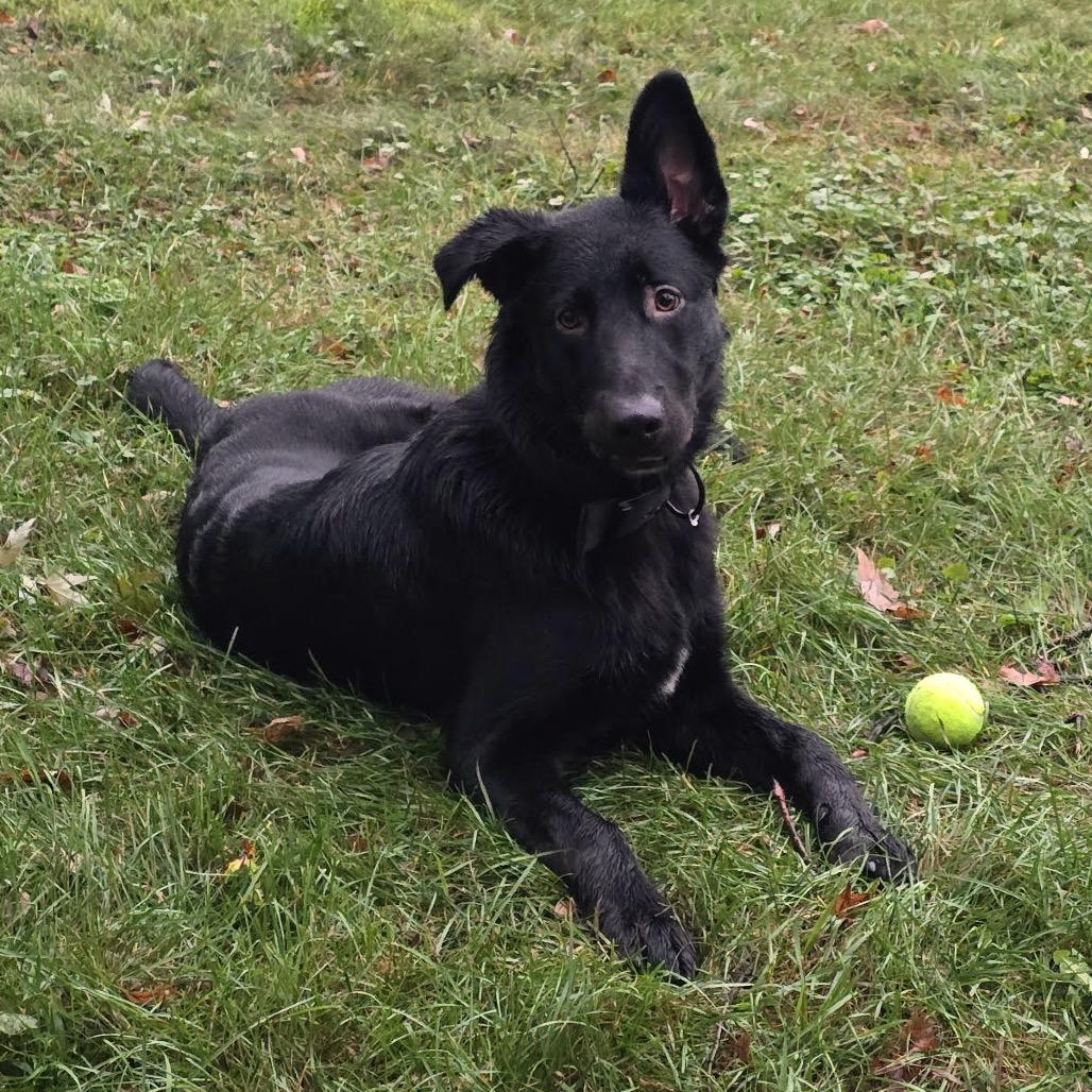 Enlarge Grim D12586, a Adoptable German Shepherd Dog in Blaine, MN image 3/6