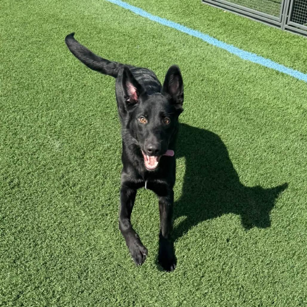 Enlarge Grim D12586, a Adoptable German Shepherd Dog in Blaine, MN image 4/6