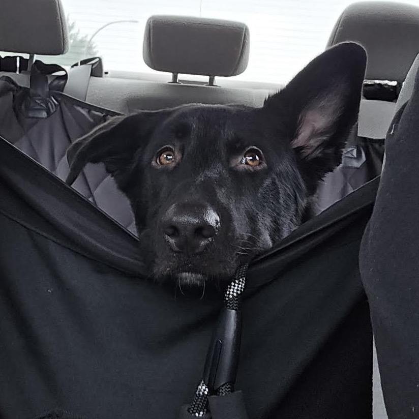 Enlarge Grim D12586, a Adoptable German Shepherd Dog in Blaine, MN image 5/6