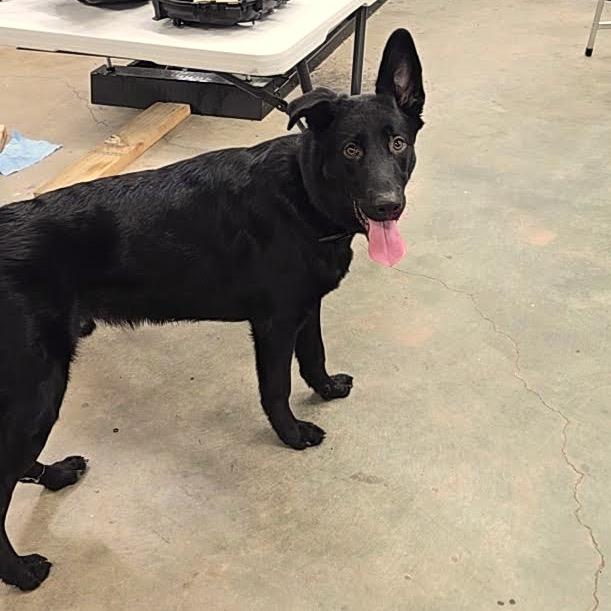 Enlarge Grim D12586, a Adoptable German Shepherd Dog in Blaine, MN image 6/6