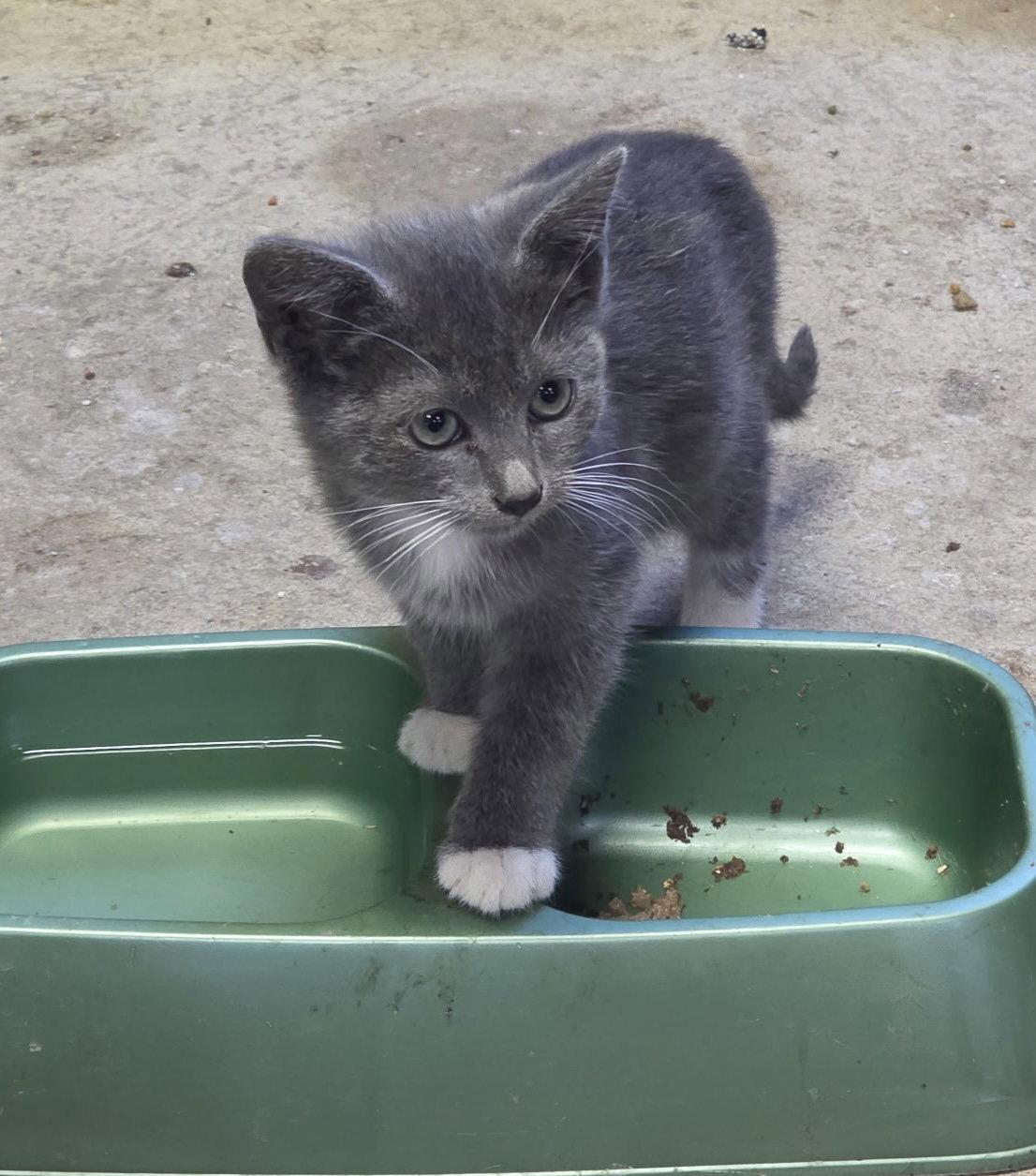 Lilly -kitten -Courtesy Listing, Adoptable, Kitten Female Russian Blue.
