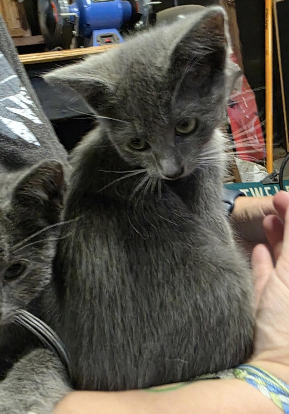 Enlarge Lilly -kitten -Courtesy Listing, a Adoptable Russian Blue in Rootstown, OH image 2/2
