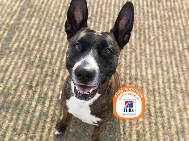 LETTY, Adoptable, Adult Female Staffordshire Bull Terrier.