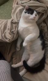 Enlarge Marvin, a ADOPTABLE Domestic Short Hair in BLACK MOUNTAIN, NC image 2/3