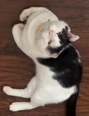 Marvin, ADOPTABLE, Adult Male Domestic Short Hair.