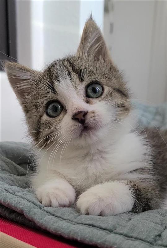 Penny, a Adoptable mixed breed in Fayetteville, AR image 1/3