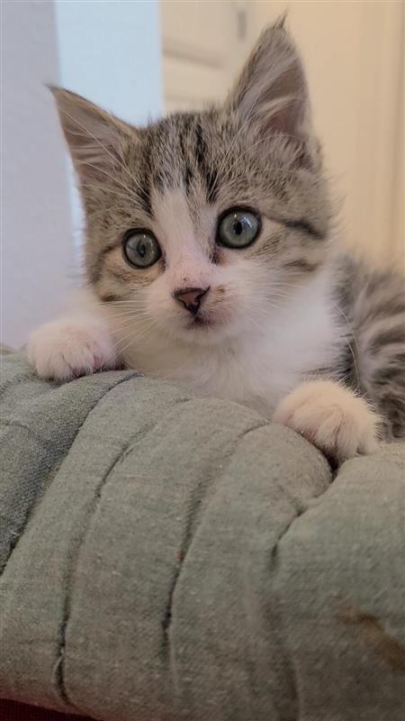 Penny, a Adoptable mixed breed in Fayetteville, AR image 3/3