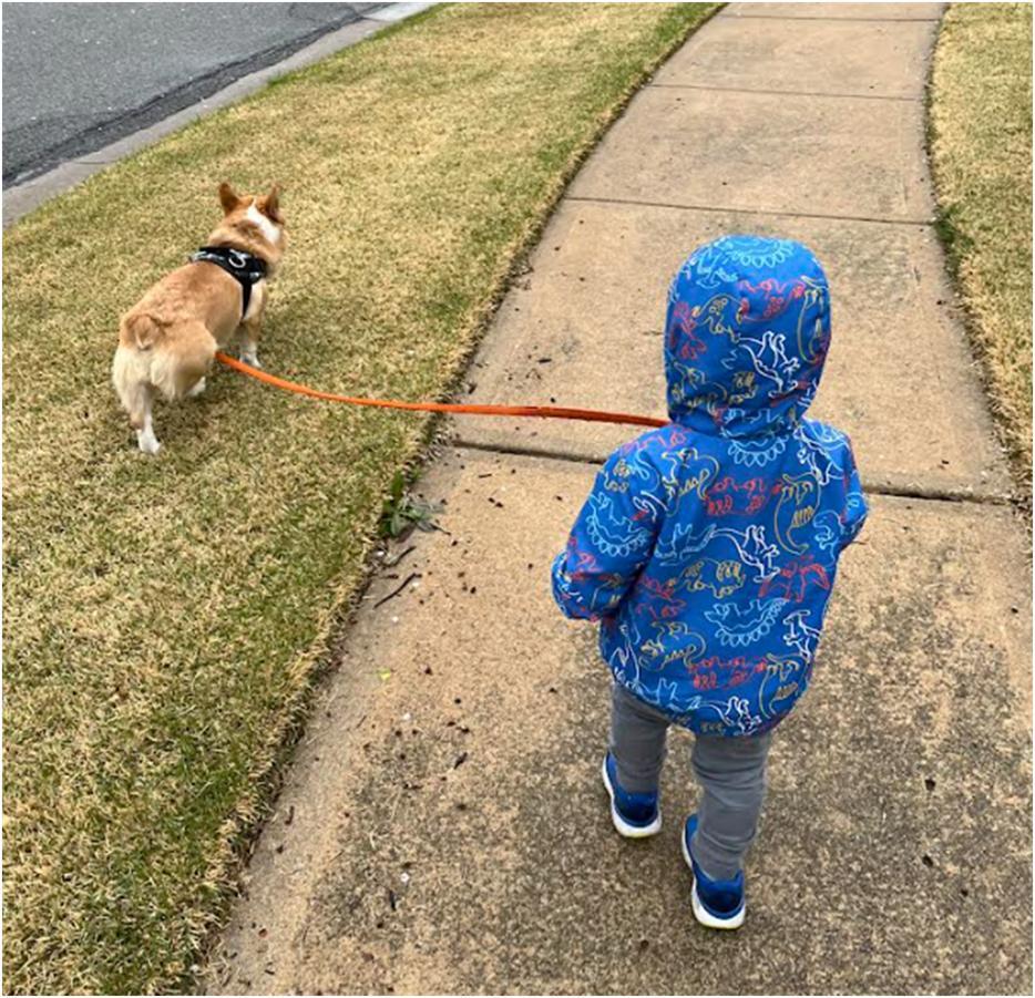 Enlarge ADOPTED! Moose, a Adoptable Corgi in Junction City, KS image 4/4
