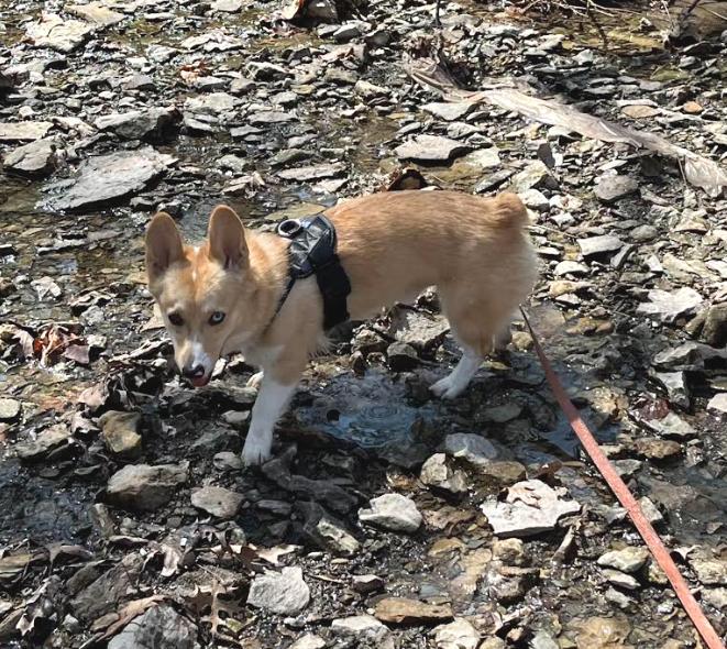 Enlarge ADOPTED! Moose, a Adoptable Corgi in Junction City, KS image 3/4