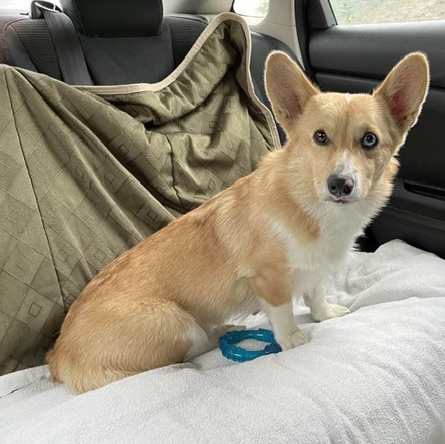 ADOPTED! Moose, Adoptable, Young Male Corgi.
