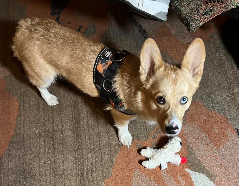 Enlarge ADOPTED! Moose, a Adoptable Corgi in Junction City, KS image 2/4