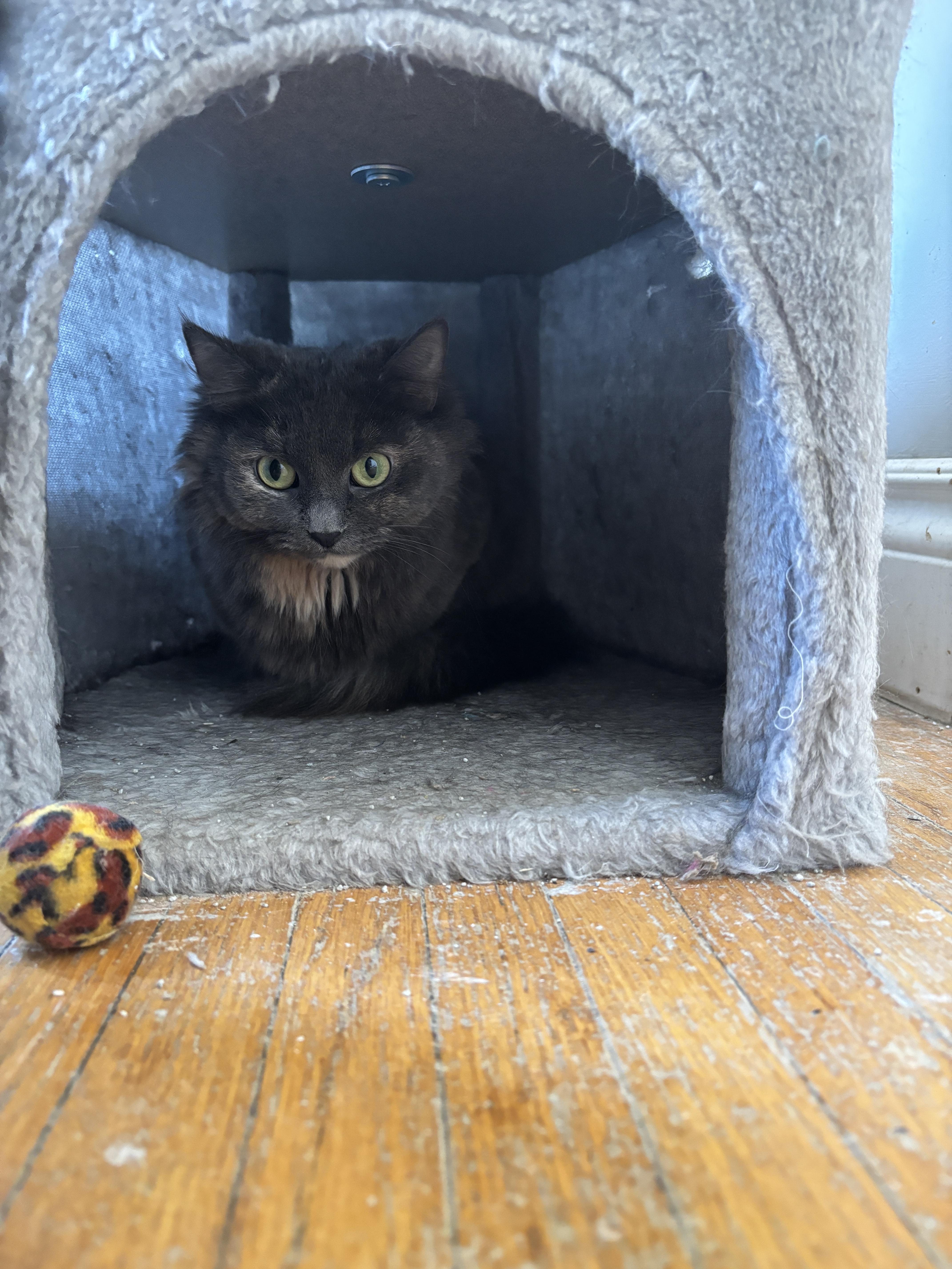Enlarge SAMMIE, a ADOPTABLE Dilute Tortoiseshell in Shakespeare, ON image 2/3