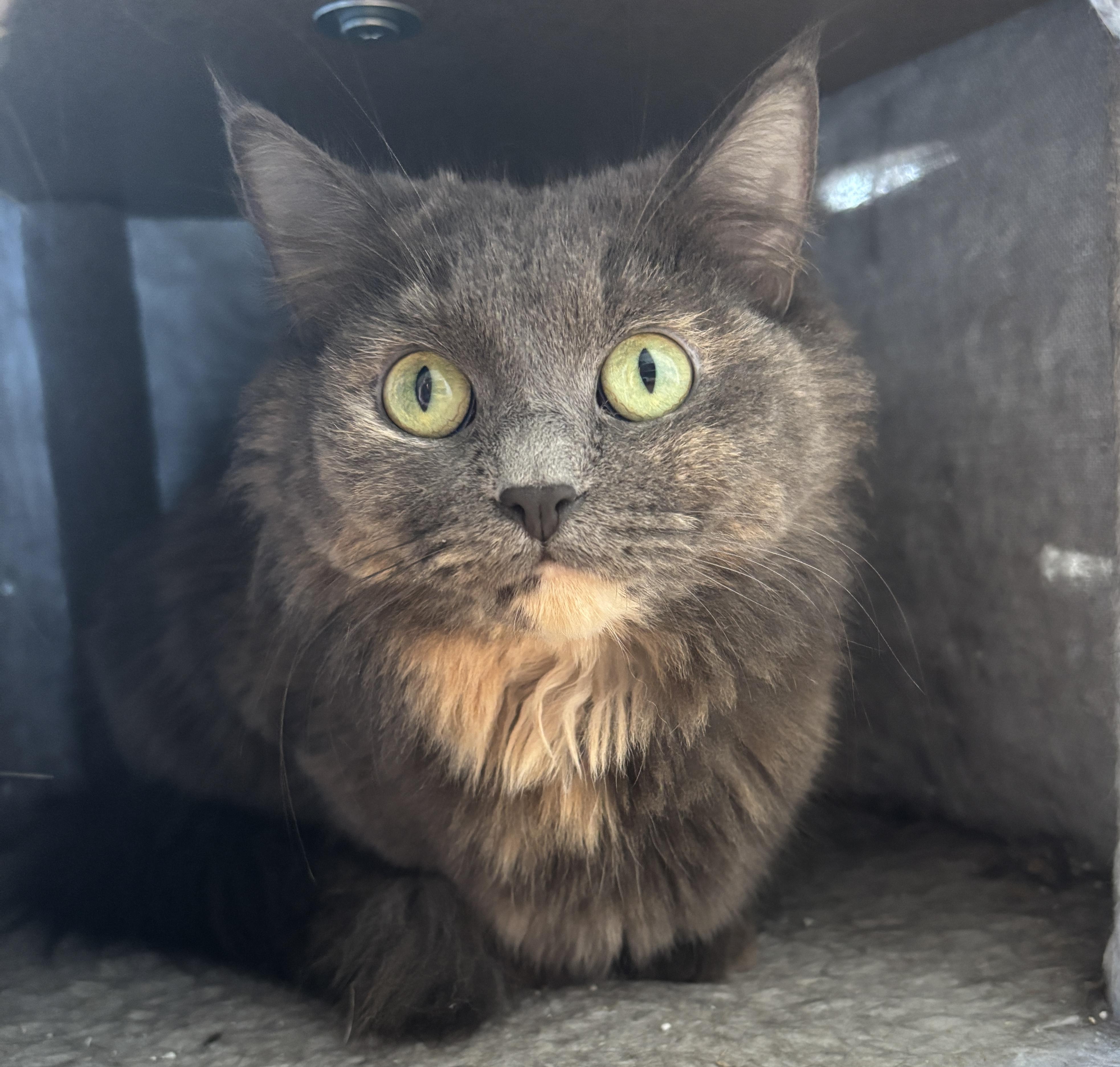 Enlarge SAMMIE, a ADOPTABLE Dilute Tortoiseshell in Shakespeare, ON image 1/3