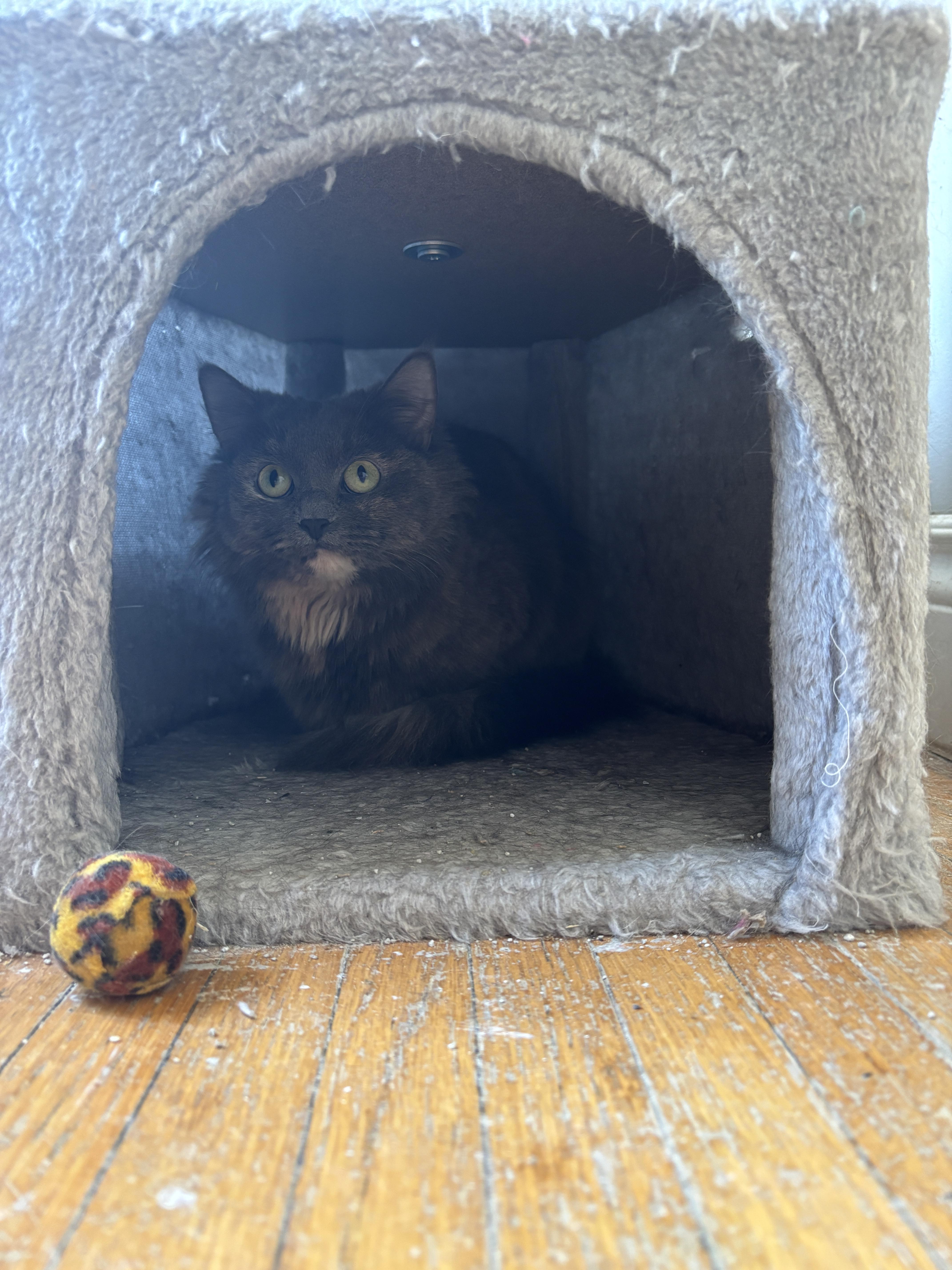 Enlarge SAMMIE, a ADOPTABLE Dilute Tortoiseshell in Shakespeare, ON image 3/3