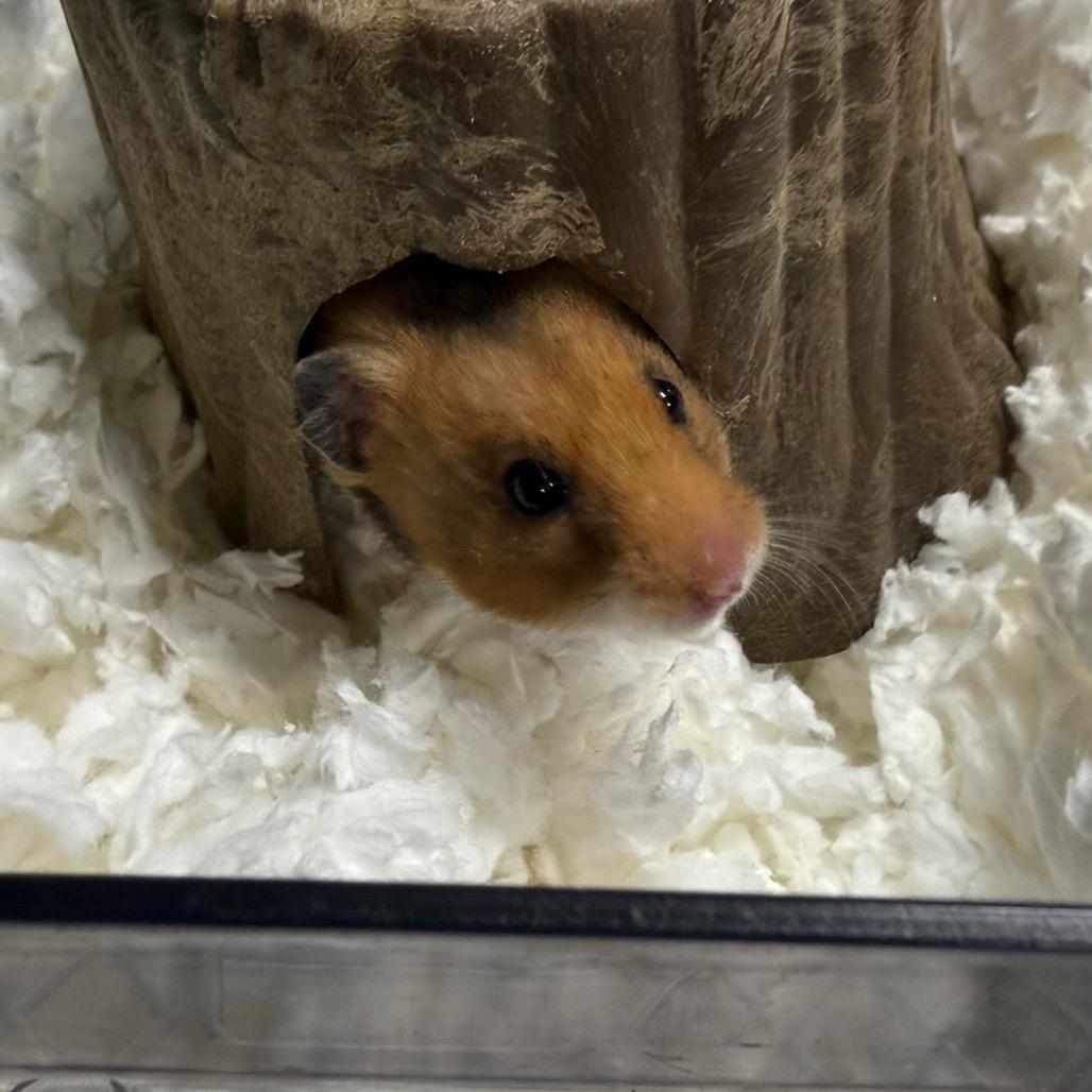 Enlarge Chicken Nugget, a ADOPTABLE Hamster in Medford, NY image 1/2