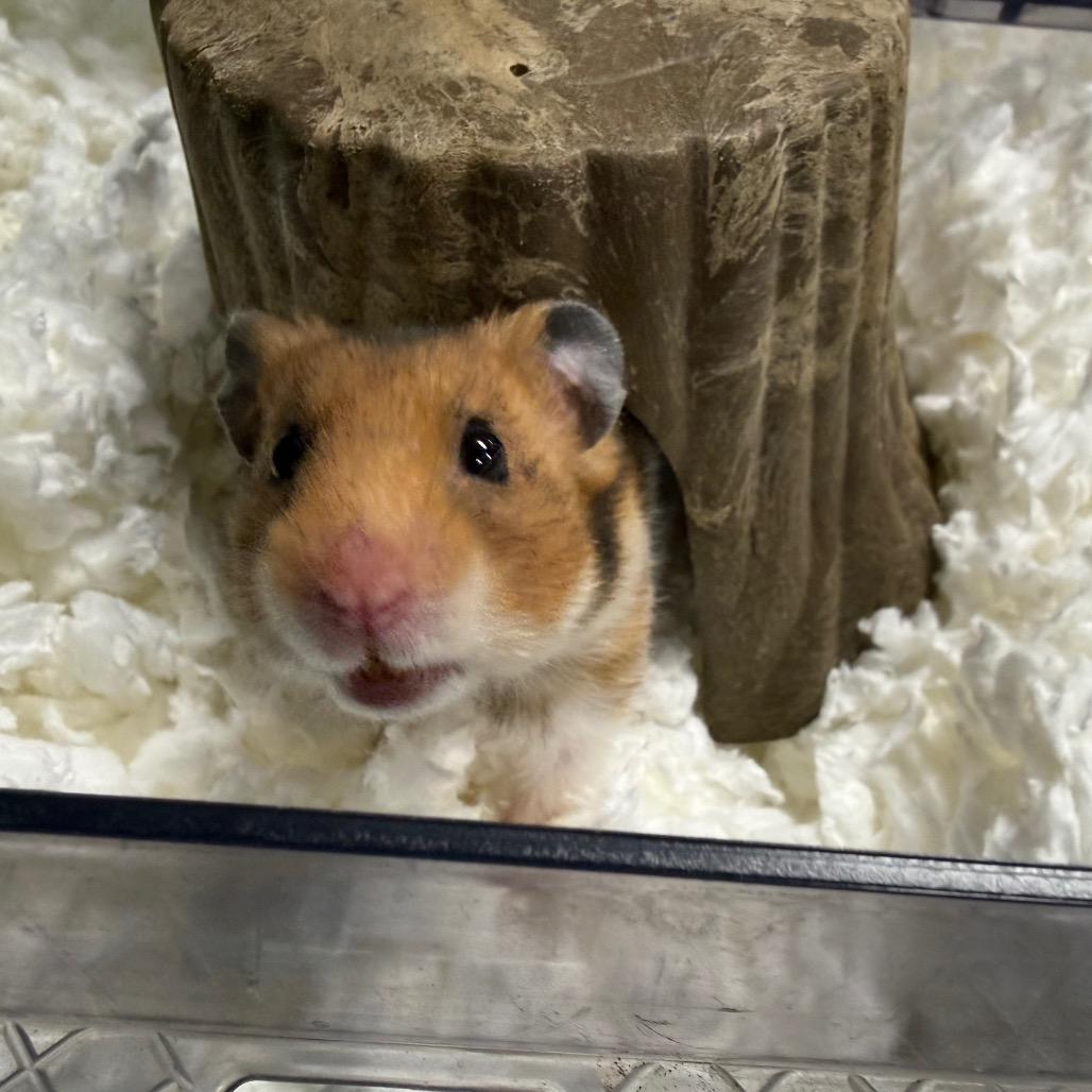 Enlarge Chicken Nugget, a ADOPTABLE Hamster in Medford, NY image 2/2